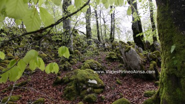 Circuito senderismo en la Selva de Irati (Pirineo, Navarra, España) -6 días- Salida 4 septiembre 2023